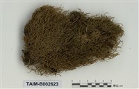 藏品(棉苔屬)的圖片